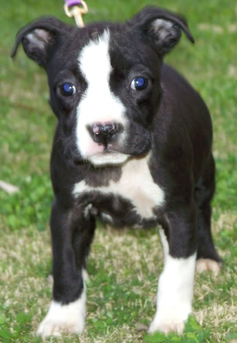 DDDawgs Daisy Cutter